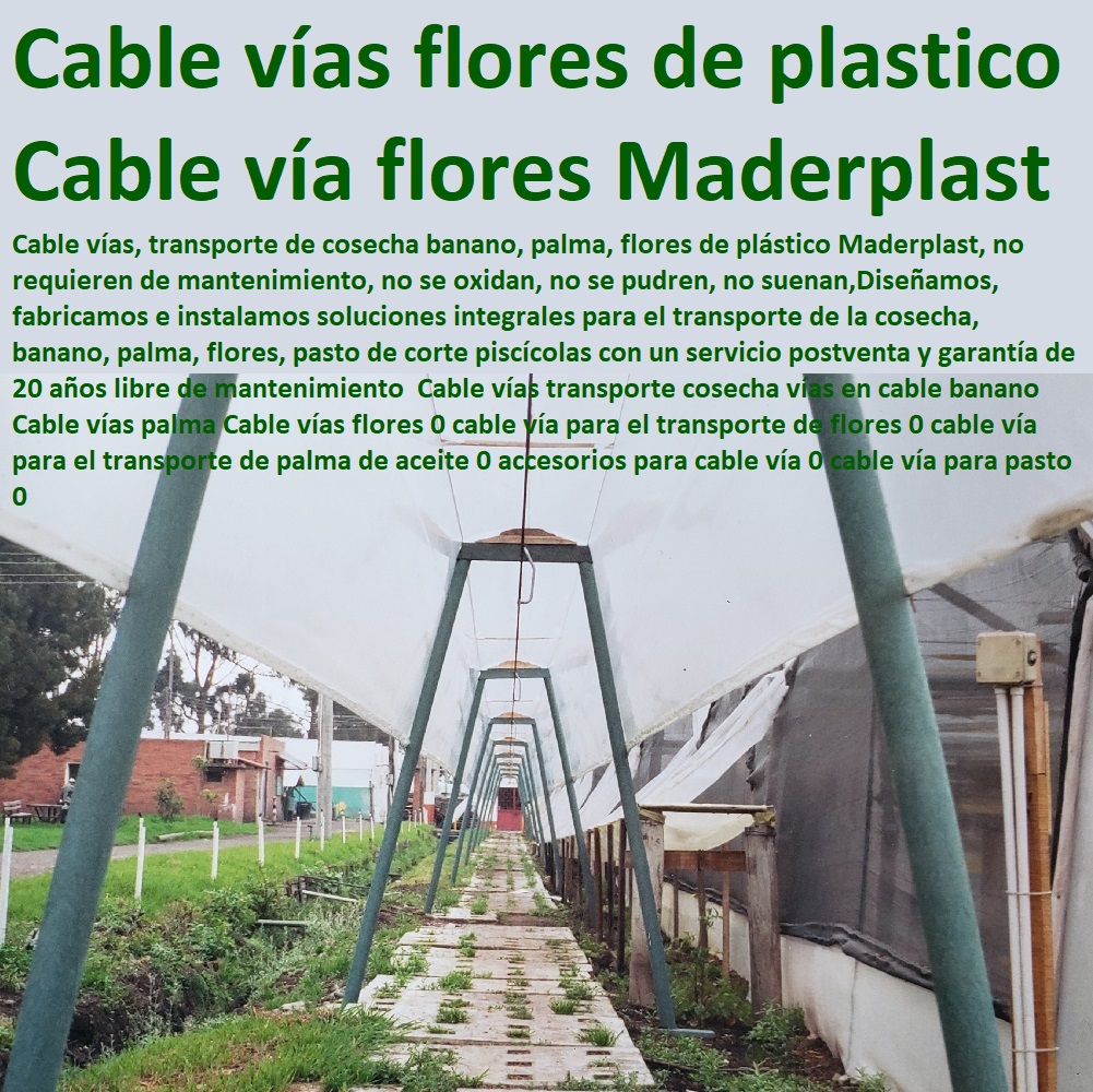 Cable vías transporte cosecha vías en cable banano Cable vías palma INVERNADEROS, SEMILLEROS, BANCOS DE SIEMBRA, Hidroponía, Agricultura, Cosecha, Poscosecha, Tutores para Flores cable vía Bananas Aromáticas, Cultivos Tecnificados, Cable vías flores 0 cable vía para el transporte de flores 0 cable vía para el transporte de palma de aceite 0 accesorios para cable vía 0 cable vía para pasto 0 Cable vías transporte cosecha vías en cable banano Cable vías palma Cable vías flores 0 cable vía para el transporte de flores 0 cable vía para el transporte de palma de aceite 0 accesorios para cable vía 0 cable vía para pasto 0